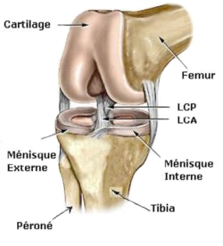 anatomie-du-genou-paris